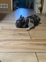Boss , a male French Bulldog for sale in Forney, TX – 6 of 6