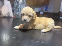 Cinnamon, a female Double Doodle for sale in Forney, TX – 3 of 3