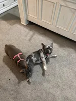 Blanca, a female French Bulldog for sale in Forney, TX – 8 of 8