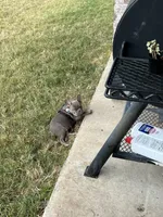 Blanca, a female French Bulldog for sale in Forney, TX – 4 of 8