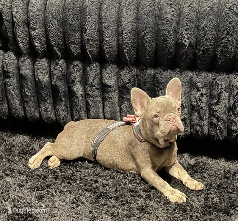 Blanca – French Bulldog puppy for sale in Forney, TX