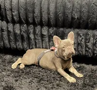 Blanca, a female French Bulldog for sale in Forney, TX – 1 of 8