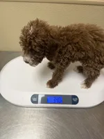 Chungus, a male Miniature Goldendoodle for sale in Forney, TX – 3 of 3