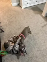 Blanca, a female French Bulldog for sale in Forney, TX – 5 of 8