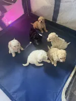 Cinnamon, a female Double Doodle for sale in Forney, TX – 2 of 3