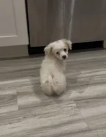 Rex , a male Double Doodle for sale in Forney, TX – 3 of 5