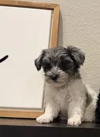 Mask, a male Yorkipoo for sale in Terrell, TX – Photo 1 of 2