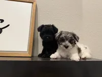 Mask, a male Yorkipoo for sale in Terrell, TX – Photo 2 of 2