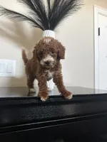 Chungus, a male Miniature Goldendoodle for sale in Forney, TX – 2 of 3