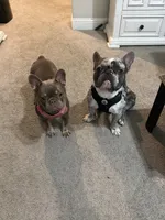 Blanca, a female French Bulldog for sale in Forney, TX – 6 of 8