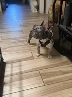 Boss , a male French Bulldog for sale in Forney, TX – 4 of 6