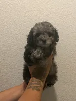 Bailey, a female Double Doodle for sale in Terrell, TX – 2 of 2