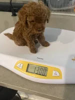Tuts, a female Miniature Goldendoodle for sale in Forney, TX – 3 of 3