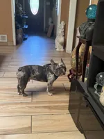 Boss , a male French Bulldog for sale in Forney, TX – 3 of 6