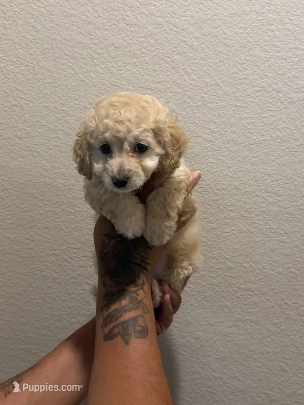 Dylan – Double Doodle puppy for sale in Terrell, TX