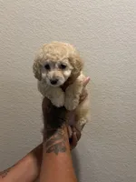 Dylan, a male Double Doodle for sale in Terrell, TX – 1 of 1