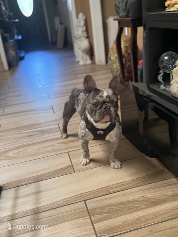 Boss  – French Bulldog puppy for sale in Forney, TX