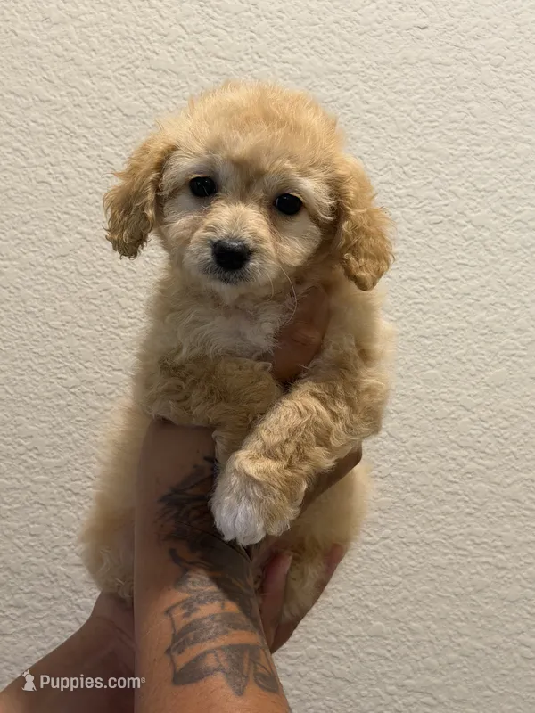 Cinnamon – Double Doodle puppy for sale in Terrell, TX