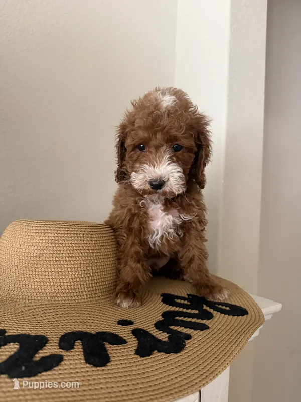 Chungus – Miniature Goldendoodle puppy for sale in Forney, TX