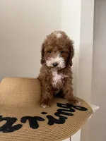 Chungus, a male Miniature Goldendoodle for sale in Forney, TX – 1 of 3