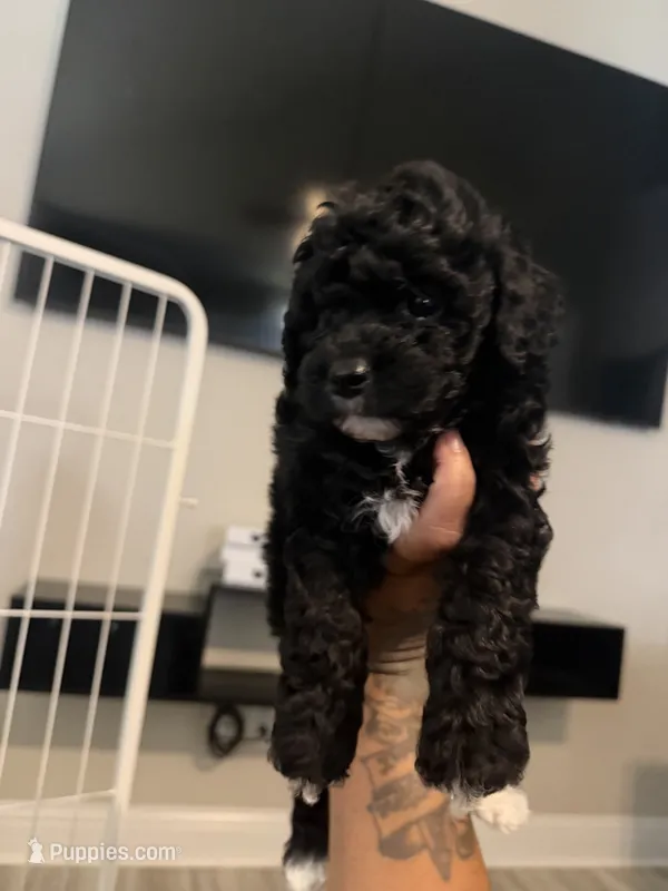 Lacy  – Double Doodle puppy for sale in Terrell, TX