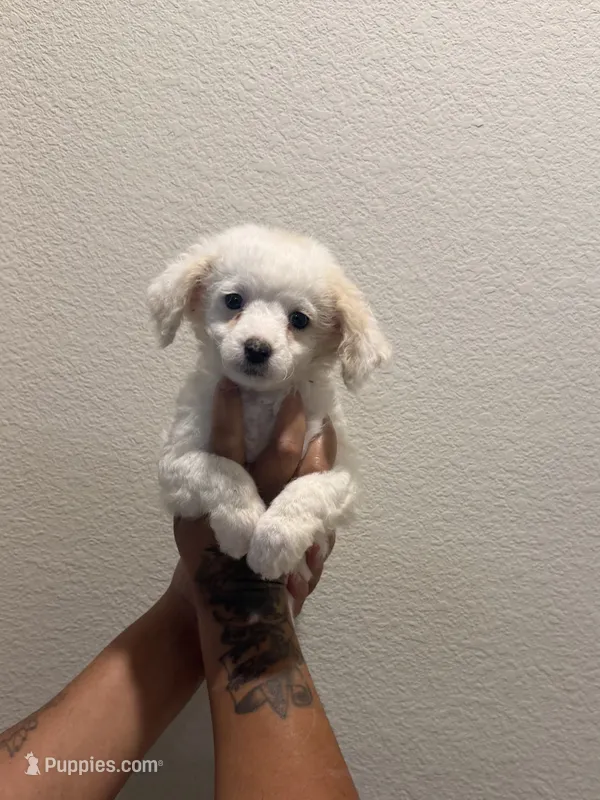 Rex  – Double Doodle puppy for sale in Terrell, TX