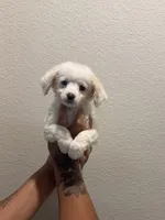 Rex , a male Double Doodle for sale in Terrell, TX – 1 of 1