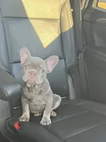 Blanca, a female French Bulldog for sale in Forney, TX – 3 of 8