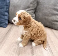 Tucker, a male Cavapoo for sale in Ormond Beach, FL – 5 of 6