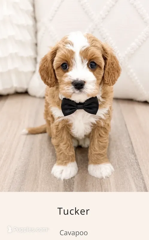 Tucker – Cavapoo puppy for sale in Ormond Beach, FL