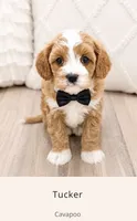 Tucker, a male Cavapoo for sale in Ormond Beach, FL – 1 of 6