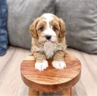 Tucker, a male Cavapoo for sale in Ormond Beach, FL – 2 of 6
