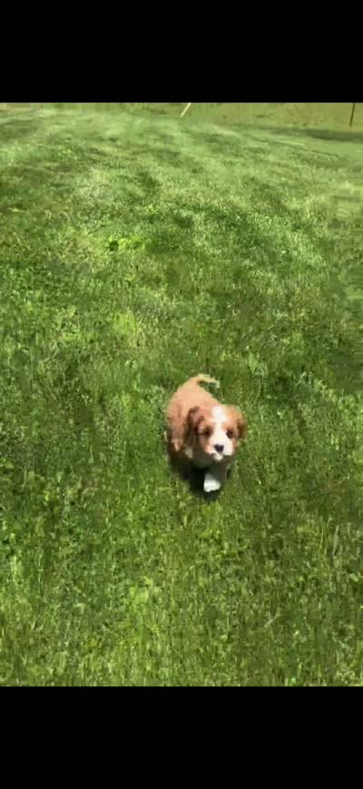 Tucker, a male Cavapoo for sale in Ormond Beach, FL – 6 of 6