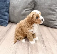 Tucker, a male Cavapoo for sale in Ormond Beach, FL – 3 of 6