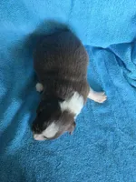 Daisy, a female Australian Shepherd for sale in Russellville, KY – Photo 2 of 2