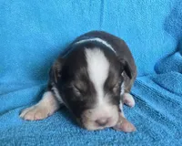 Daisy, a female Australian Shepherd for sale in Russellville, KY – Photo 1 of 2