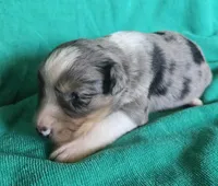 Duke, a male Australian Shepherd for sale in Russellville, KY – Photo 4 of 6