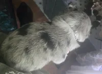 Duke, a male Australian Shepherd for sale in Russellville, KY – Photo 5 of 6