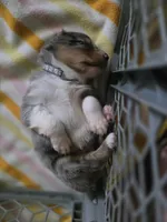 Duke, a male Australian Shepherd for sale in Russellville, KY – Photo 6 of 6