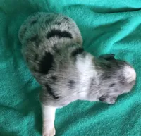 Duke, a male Australian Shepherd for sale in Russellville, KY – Photo 3 of 6