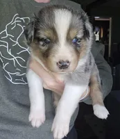Duke, a male Australian Shepherd for sale in Russellville, KY – Photo 2 of 6