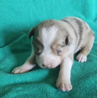 Demi, a female Australian Shepherd for sale in Russellville, KY – Photo 1 of 2