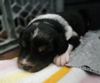 Daphne, a female Australian Shepherd for sale in Russellville, KY – Photo 3 of 3
