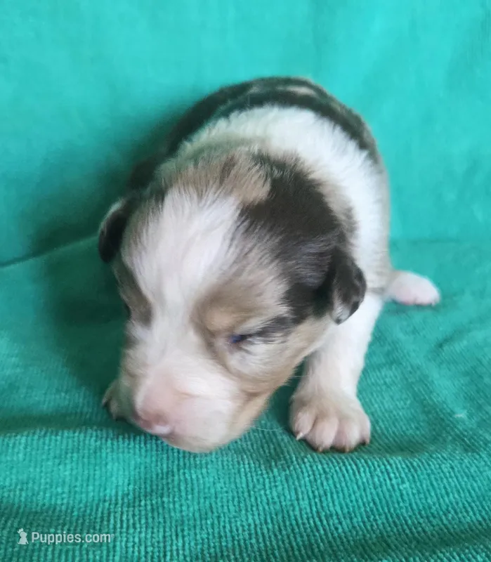 Darla, a female Australian Shepherd for sale in Russellville, KY – Photo 1 of 2