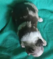 Darla, a female Australian Shepherd for sale in Russellville, KY – Photo 2 of 2