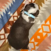 Cocoa (teal collar), a female Australian Shepherd for sale in Russellville, KY – Photo 3 of 3