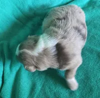 Dorothy, a female Australian Shepherd for sale in Russellville, KY – Photo 2 of 2