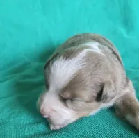 Dorothy, a female Australian Shepherd for sale in Russellville, KY – Photo 1 of 2