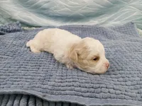 Dusty, a male Shihpoo for sale in Morganton, NC – Photo 4 of 4