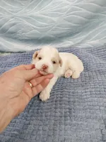 Dusty, a male Shihpoo for sale in Morganton, NC – Photo 1 of 4
